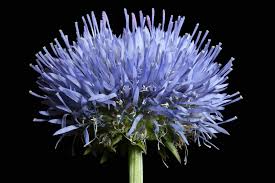 Attēlu rezultāti vaicājumam “Jasione montana”