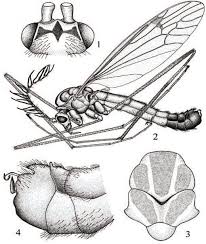 Attēlu rezultāti vaicājumam “Dictenidia bimaculata male”