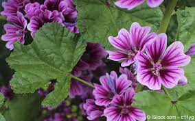 Image result for Malve