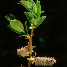 Attēlu rezultāti vaicājumam “Salix”