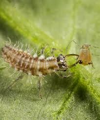 Attēlu rezultāti vaicājumam “Chrysopa”