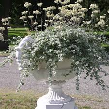 Image result for Helichrysum lindleyii