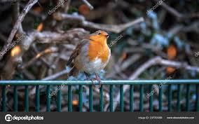 Attēlu rezultāti vaicājumam “Erithacus rubecula adult”