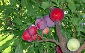 Attēlu rezultāti vaicājumam “Prunus (plum-tree)”