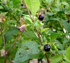 Image result for beladona