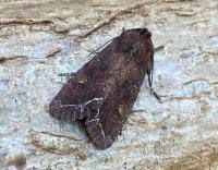 Attēlu rezultāti vaicājumam “Lacanobia oleracea”