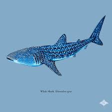Image result for Rhincodon typus
