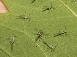 Attēlu rezultāti vaicājumam “Drepanosiphum platanoidis”