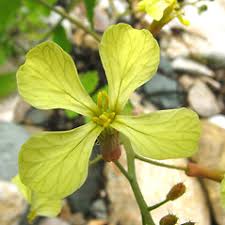 Image result for Raphanus sativus ssp. Oleiformes