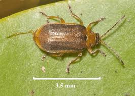 Attēlu rezultāti vaicājumam “Galerucella nymphaeae pupa”