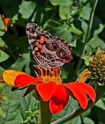 Attēlu rezultāti vaicājumam “Lathyrus sylvestris flower”