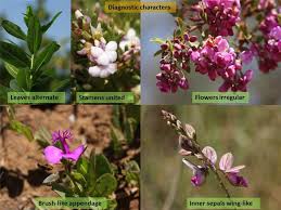 Attēlu rezultāti vaicājumam “Polygalaceae”