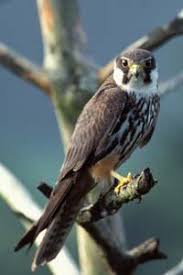 Attēlu rezultāti vaicājumam “Falco subbuteo”