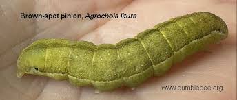 Attēlu rezultāti vaicājumam “Agrochola litura”