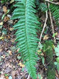 Attēlu rezultāti vaicājumam “Polystichum aculeatum”