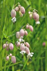 Image result for Silene vulgaris