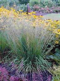 Attēlu rezultāti vaicājumam “Molinia caerulea flower”