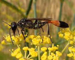 Attēlu rezultāti vaicājumam “Ammophila sp.”