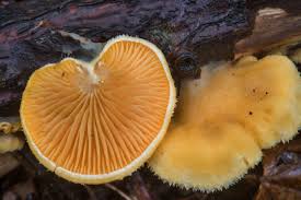 Attēlu rezultāti vaicājumam “Phyllotopsis nidulans”