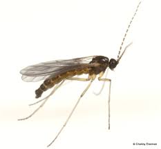 Attēlu rezultāti vaicājumam “Sciaridae”