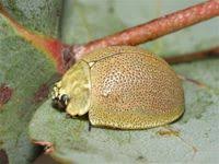 Attēlu rezultāti vaicājumam “Chrysomelidae”