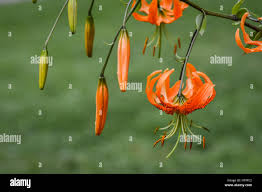 Attēlu rezultāti vaicājumam “Lilium lancifolium bud”