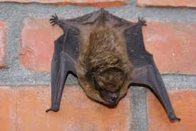 Attēlu rezultāti vaicājumam “Eptesicus serotinus”