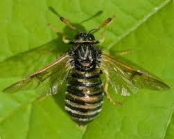 Attēlu rezultāti vaicājumam “Cimbicidae”