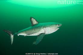 Image result for Lamna ditropis