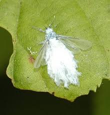 Attēlu rezultāti vaicājumam “Aphodius sp. imago”