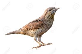 Image result for Jynx torquilla