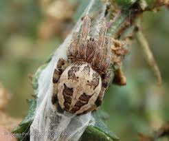 Attēlu rezultāti vaicājumam “Larinioides cornutus”