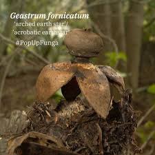 Attēlu rezultāti vaicājumam “Geastrum”