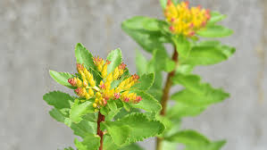 Attēlu rezultāti vaicājumam “Sedum aizoon fruit”
