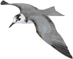 Attēlu rezultāti vaicājumam “Chlidonias niger”