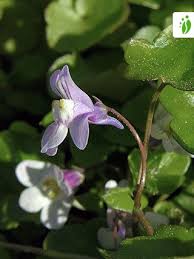 Attēlu rezultāti vaicājumam “Cymbalaria muralis flower”