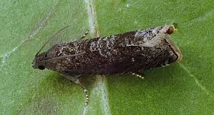 Attēlu rezultāti vaicājumam “Grapholita funebrana”