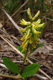 Attēlu rezultāti vaicājumam “Astragalus glycyphyllos flower”