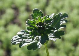 Attēlu rezultāti vaicājumam “Lamium amplexicaule flower”