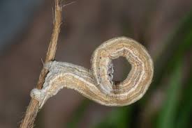 Attēlu rezultāti vaicājumam “Siona lineata”