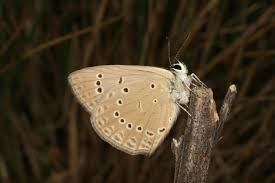Attēlu rezultāti vaicājumam “Agrodiaetus amandus male”
