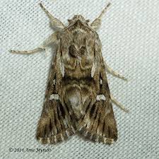 Attēlu rezultāti vaicājumam “Calophasia lunula”