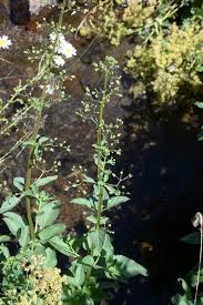 Attēlu rezultāti vaicājumam “Scrophularia umbrosa flower”