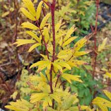 Attēlu rezultāti vaicājumam “Thalictrum lucidum leaf”