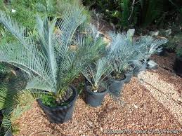 Attēlu rezultāti vaicājumam “Conardia compacta macro”