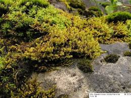 Attēlu rezultāti vaicājumam “Hygrohypnum luridum”