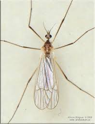 Attēlu rezultāti vaicājumam “Limoniidae”