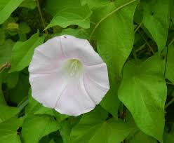 Attēlu rezultāti vaicājumam “Calystegia inflata”