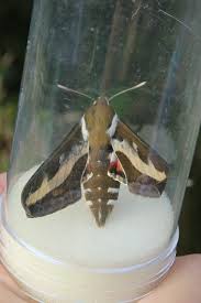 Attēlu rezultāti vaicājumam “Hyles gallii imago”