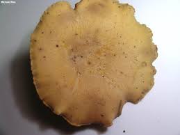 Attēlu rezultāti vaicājumam “Polyporus melanopus”